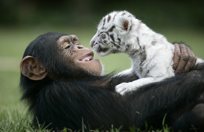Animals With Their Softer Side2