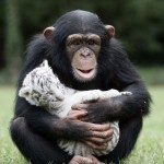 Animals With Their Softer Side