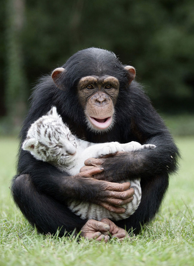 Animals With Their Softer Side3