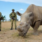 Bodyguards Protect One Of Six Remaining Northern White Rhinos