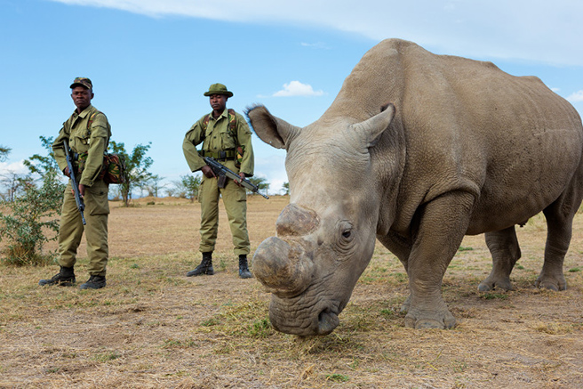 Bodyguards protect one of six remaining Northern White Rhinos2