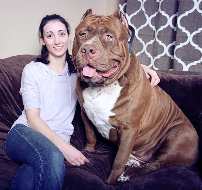 Meet The Hulk, a 175-pound pit bull