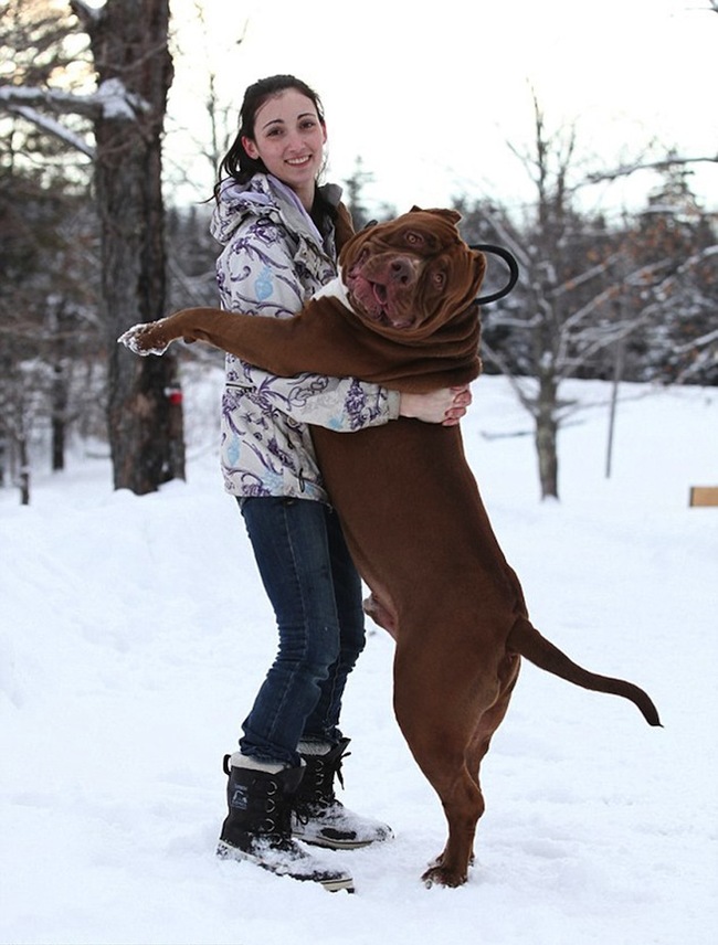 Meet The Hulk, a 175-pound pit bull3