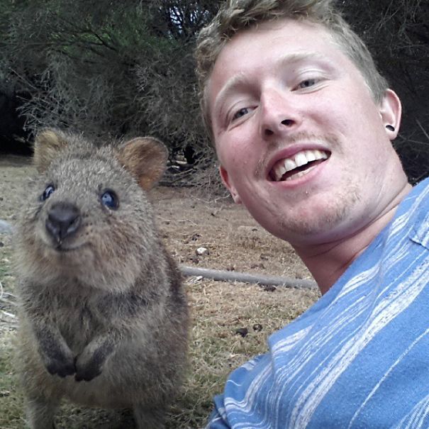 Quokka Selfie, Australia5