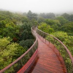 Treetop Walkway, South Africa