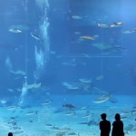 2nd Largest Aquarium Tank In The World