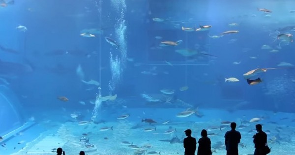 2nd Largest Aquarium Tank In The World