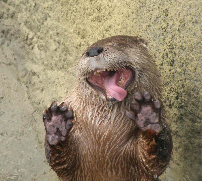 Animals Licking Glass and they look silly