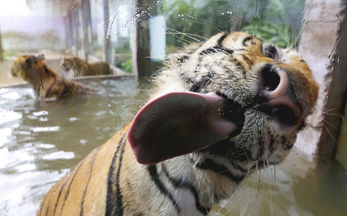 Animals Licking Glass and they look silly4