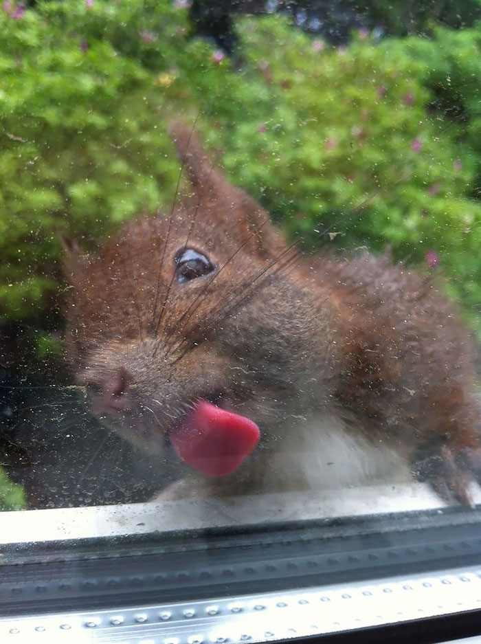 Animals Licking Glass and they look silly5
