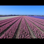 Drone Footage, Dutch Flower Fields