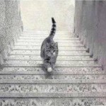 Is This Cat Walking Up Or Down The Stairs?