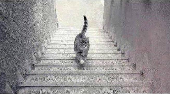 Is this cat walking up or down the stairs