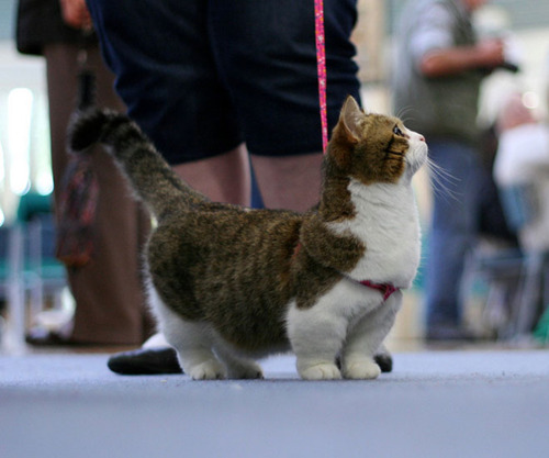Munchkins Cats2