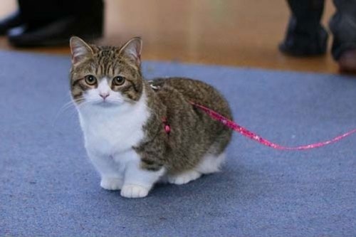 Munchkins Cats3