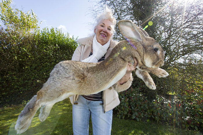 The World’s Biggest Bunny