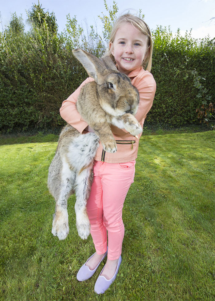 The World’s Biggest Bunny2