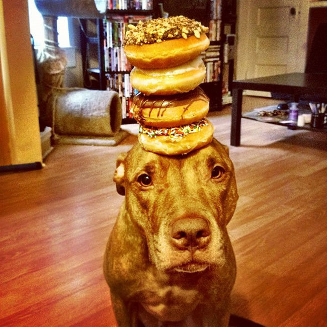 The dog with the most self control in the world