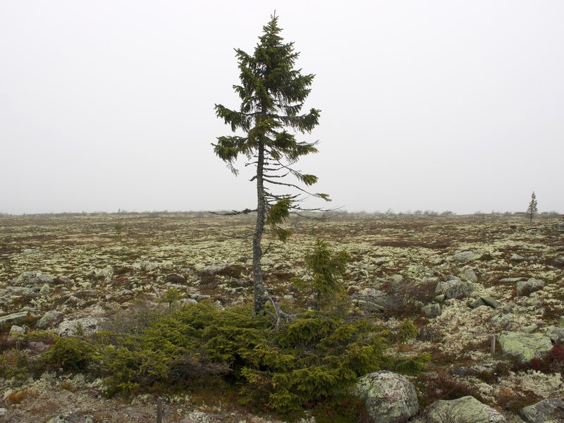 Oldest Tree on Earth, 9550 Year-Old, Sweden