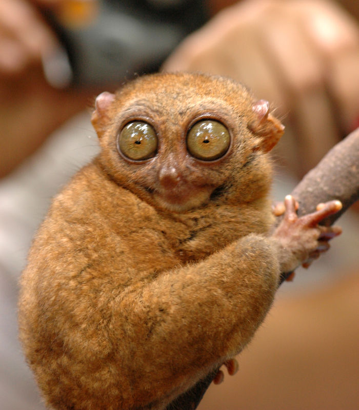 What are these animals seeing, The view must be shocking8