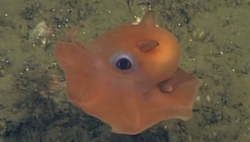 Octopus 'Adorabilis'