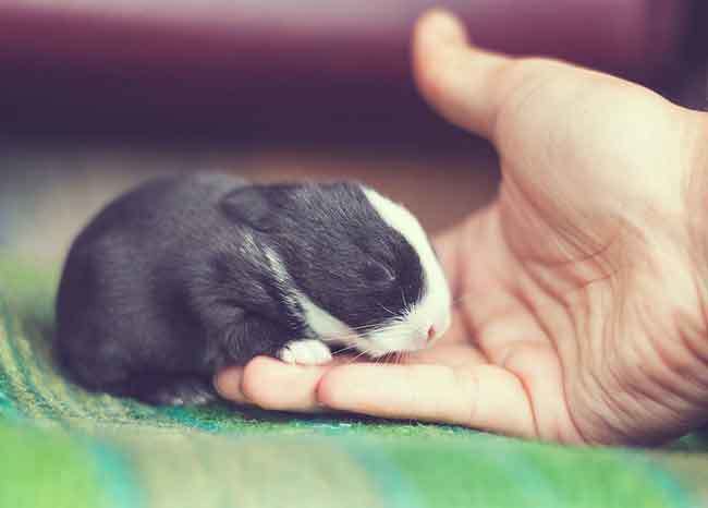 This photo essay of the first thirty days of a rabbit's life5