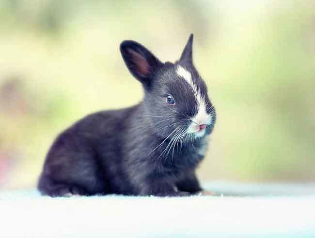 This photo essay of the first thirty days of a rabbit's life6