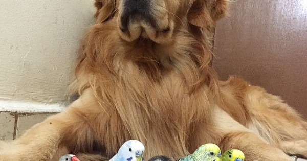 A Dog, 8 Birds And A Hamster Are The Most Unusual Best Friends Ever