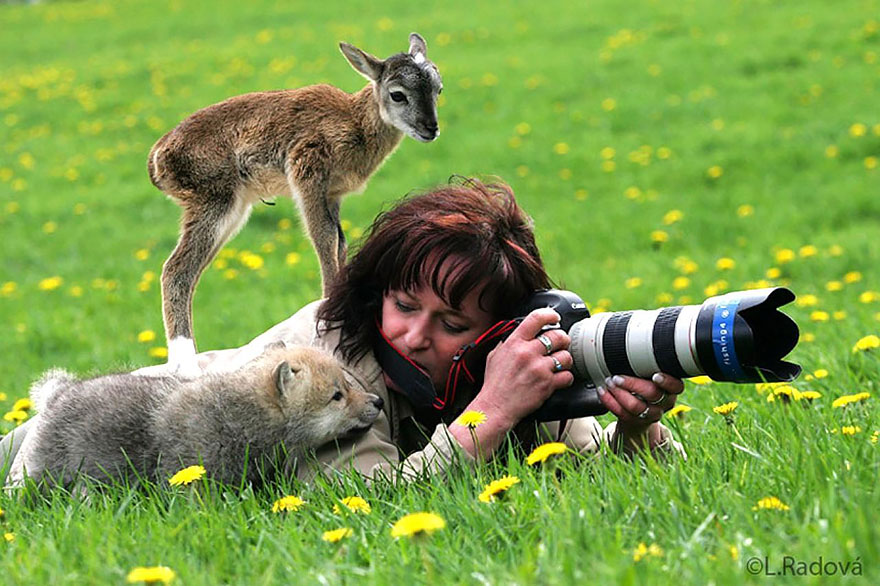 Animals That Want To Be Photographers4