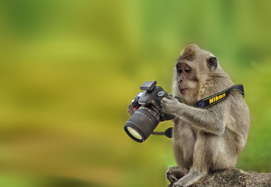 Animals That Want To Be Photographers6