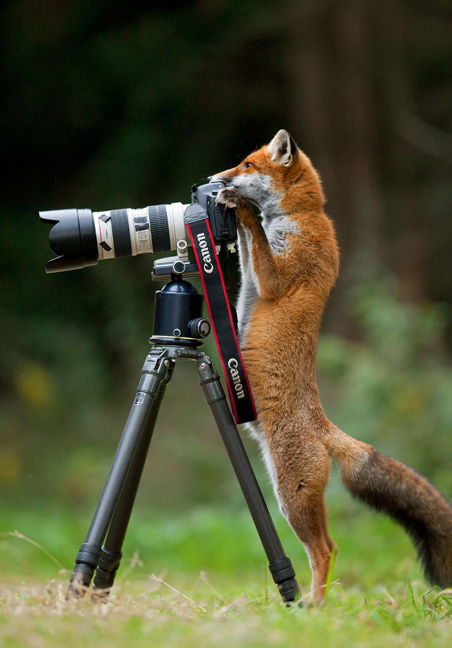 Animals That Want To Be Photographers8