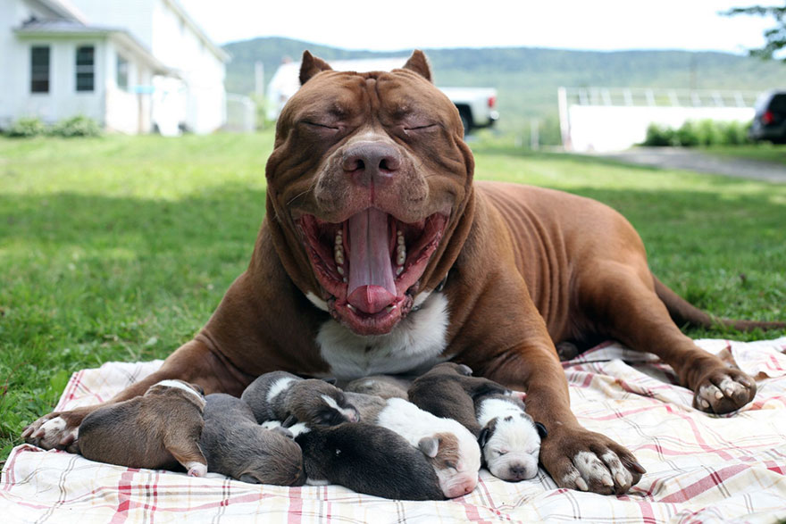 The World’s Largest Pitbull (174 lbs-79kg) Has 8 Puppies Worth Up To Half A Million Dollars2