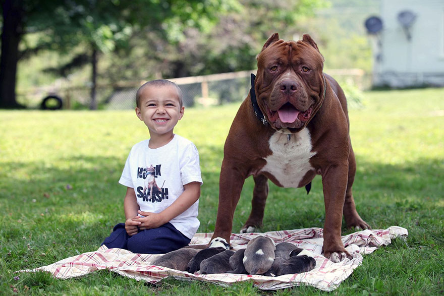 The World’s Largest Pitbull (174 lbs-79kg) Has 8 Puppies Worth Up To Half A Million Dollars3