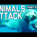 When Animals Attack – Fail Compilation