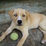 Labrador Husky Mix