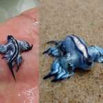 Rare Blue Dragon Mollusk