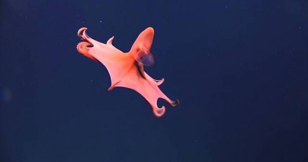 Unknown Species Caught On Camera In Puerto Rico Sea