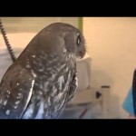 World’s Most Shocked Owl Ever
