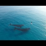Paddle Boarding With Whales, Australia