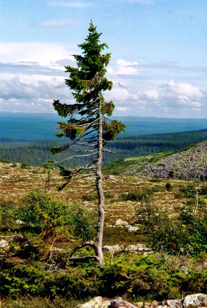 9,500-Year-Old Tree Found in Sweden Is The World’s Oldest Tree