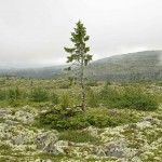 9,500-Year-Old Tree Found In Sweden Is The World’s Oldest Tree