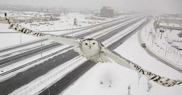 Montreal Traffic Camera Captures Image Of Snowy Owl In Flight