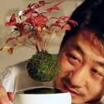 Air Bonsai, Floating Trees Are Now A Reality